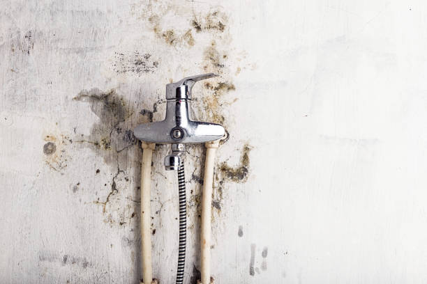 Best Emergency Mold Remediation in Long Prairie, MN