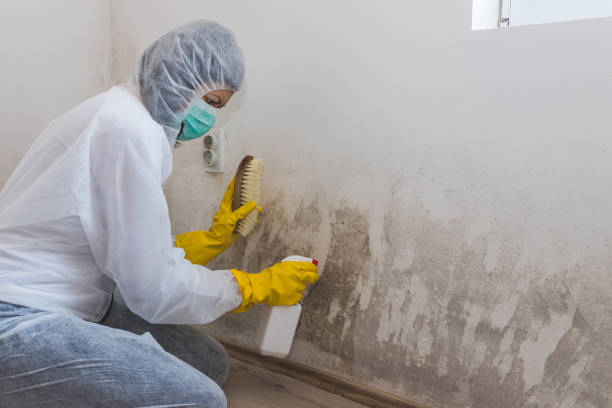 Best Insurance-Related Mold Remediation in Long Prairie, MN