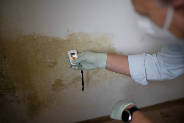 Best Basement Mold Remediation in Long Prairie, MN