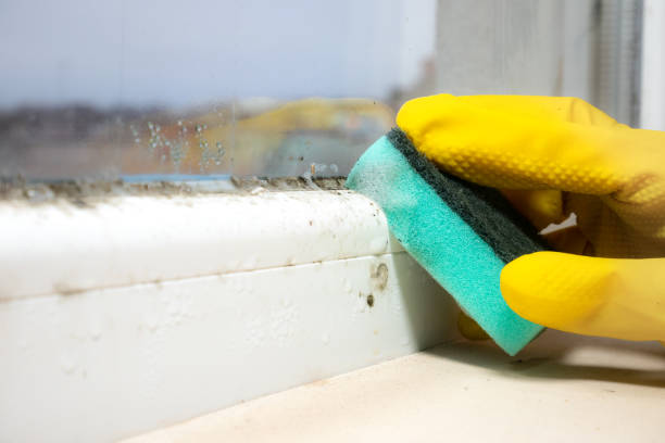 Best Residential Mold Remediation in Long Prairie, MN