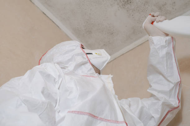 Best Kitchen Mold Remediation in Long Prairie, MN